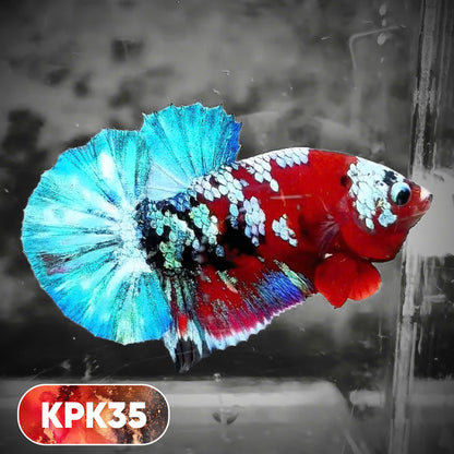 Multicolor Plakat Male Betta Fish |Show Grade|  You Pick Fish