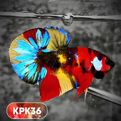 Multicolor Plakat Male Betta Fish |Show Grade|  You Pick Fish