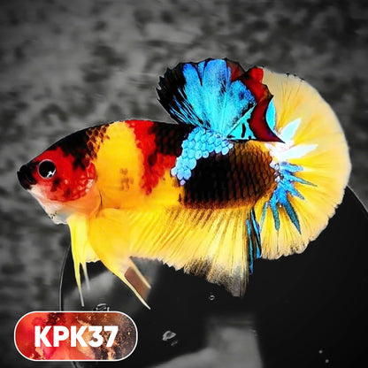 Multicolor Plakat Male Betta Fish |Show Grade|  You Pick Fish