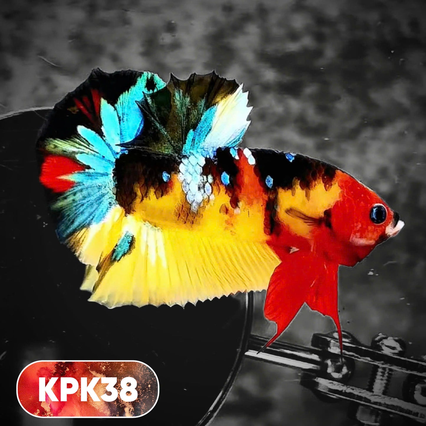 Multicolor Plakat Male Betta Fish |Show Grade|  You Pick Fish