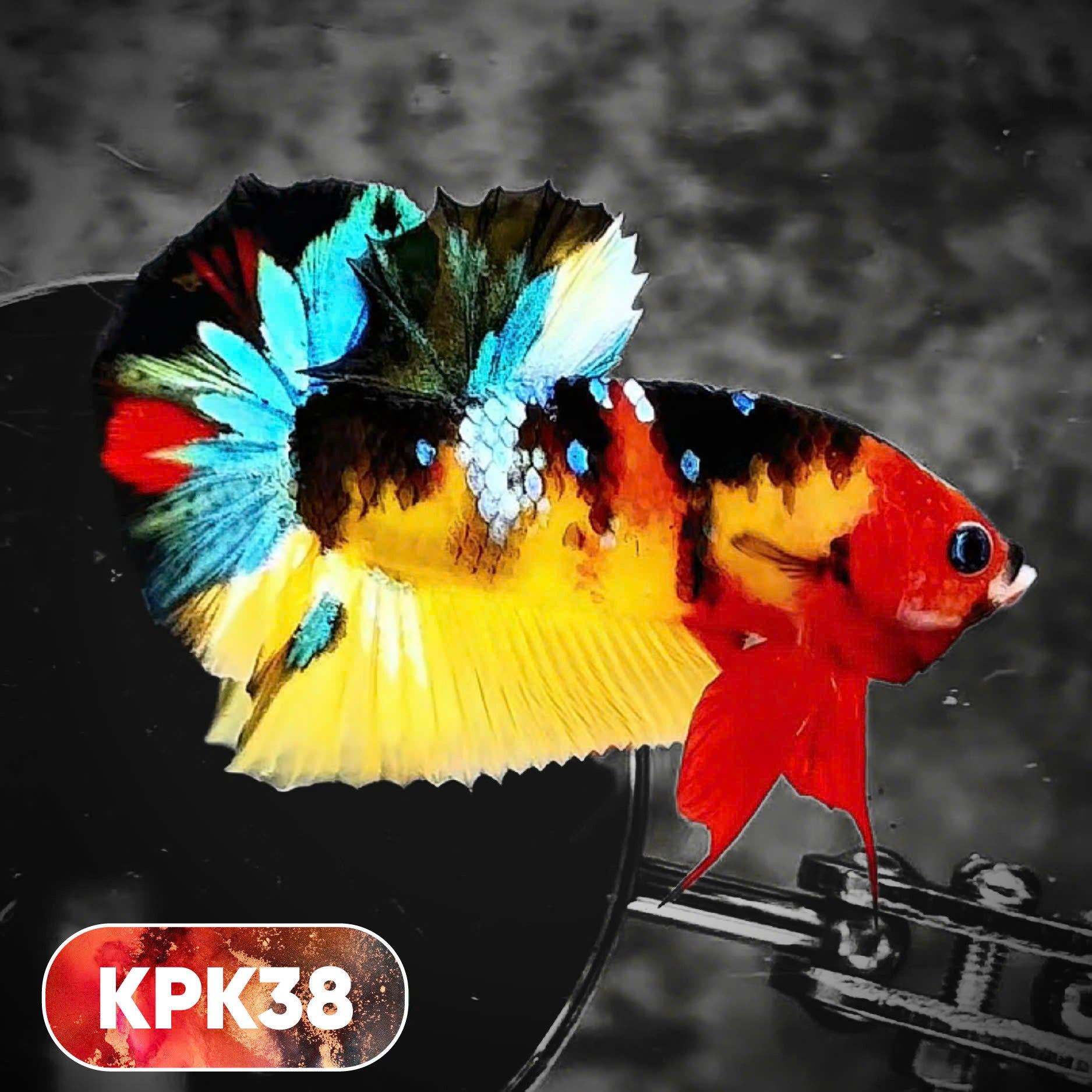 Multicolor Plakat Male Betta Fish |Show Grade|  You Pick Fish