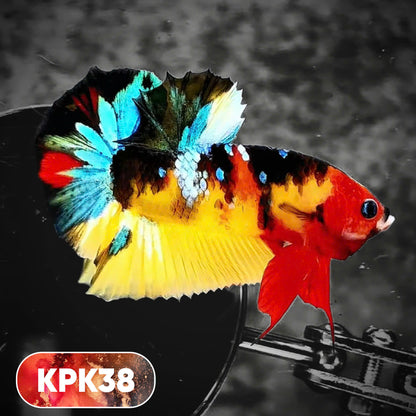 Multicolor Plakat Male Betta Fish |Show Grade|  You Pick Fish