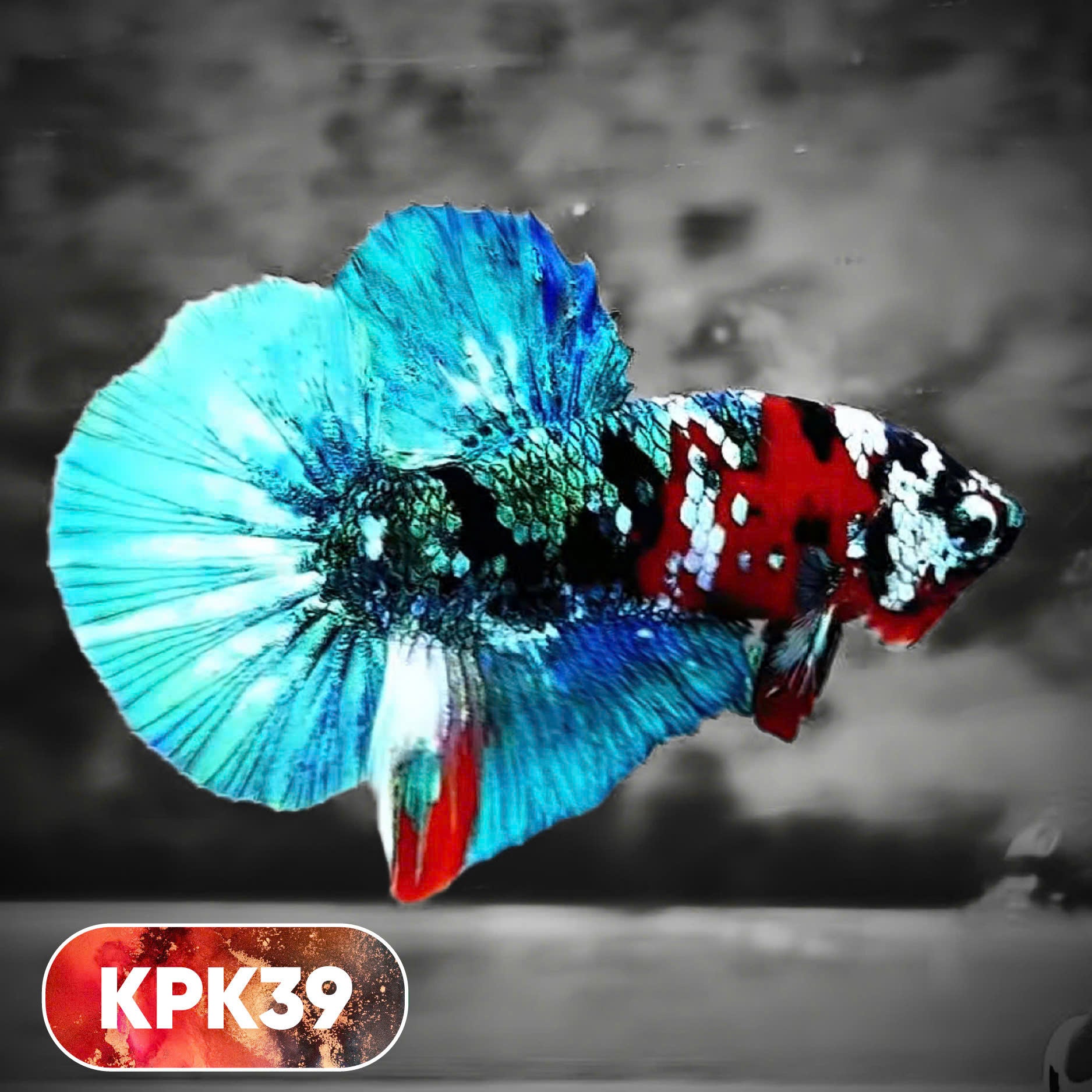 Multicolor Plakat Male Betta Fish |Show Grade|  You Pick Fish