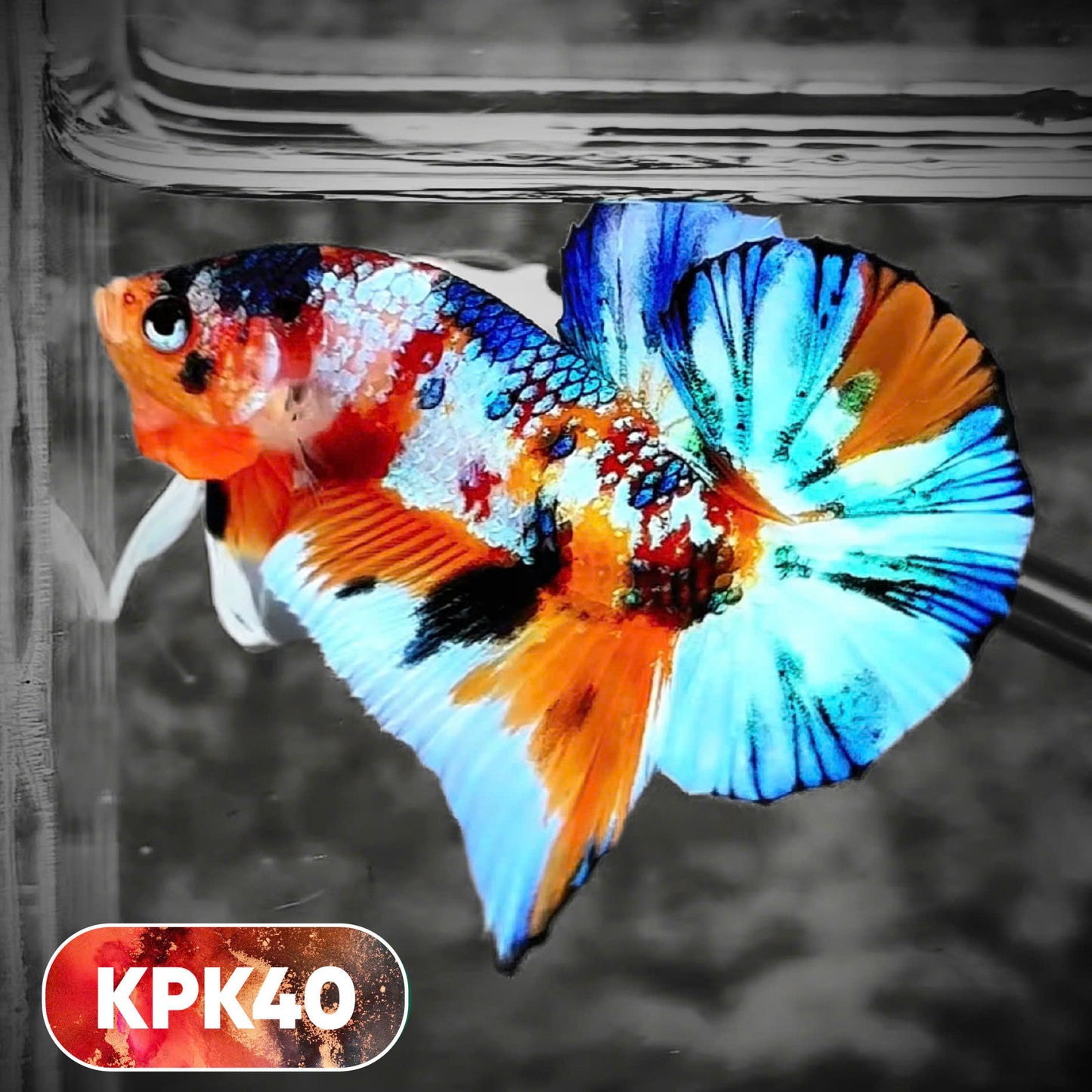 Multicolor Plakat Male Betta Fish |Show Grade|  You Pick Fish