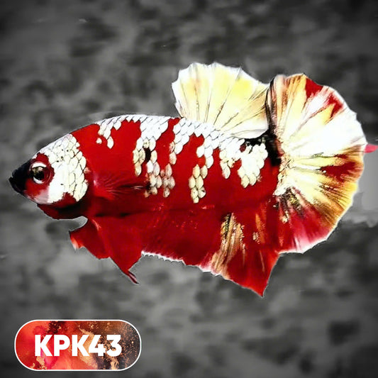 Multicolor Plakat Male Betta Fish |Show Grade|  You Pick Fish