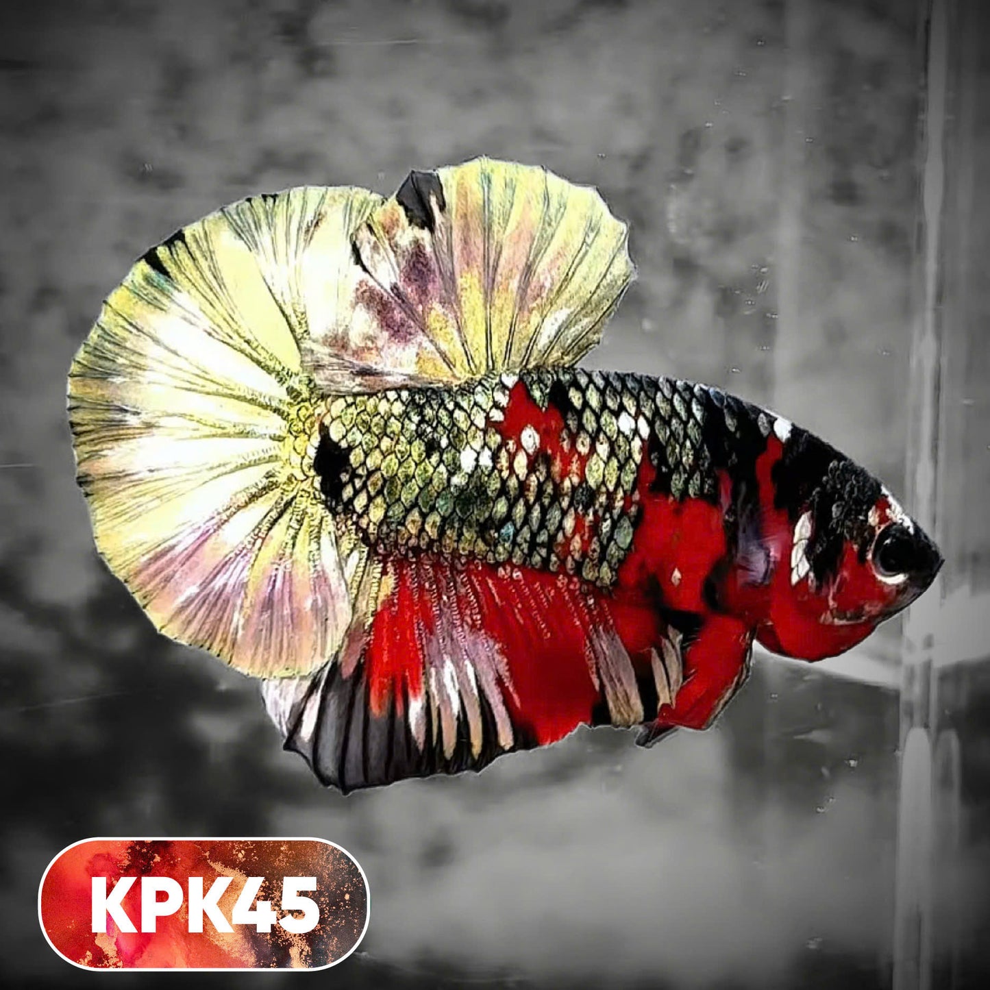 Multicolor Plakat Male Betta Fish |Show Grade|  You Pick Fish