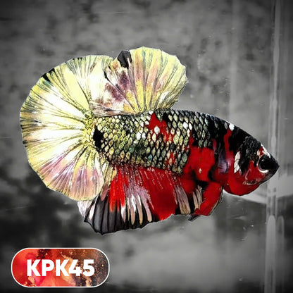 Multicolor Plakat Male Betta Fish |Show Grade|  You Pick Fish