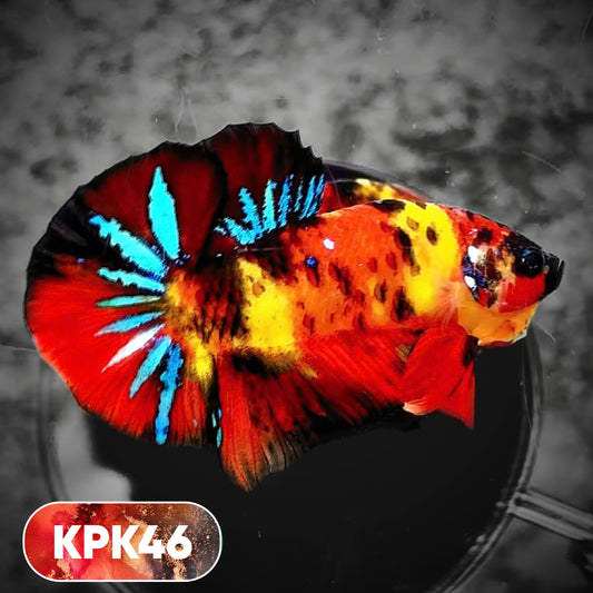 Multicolor Plakat Male Betta Fish |Show Grade|  You Pick Fish
