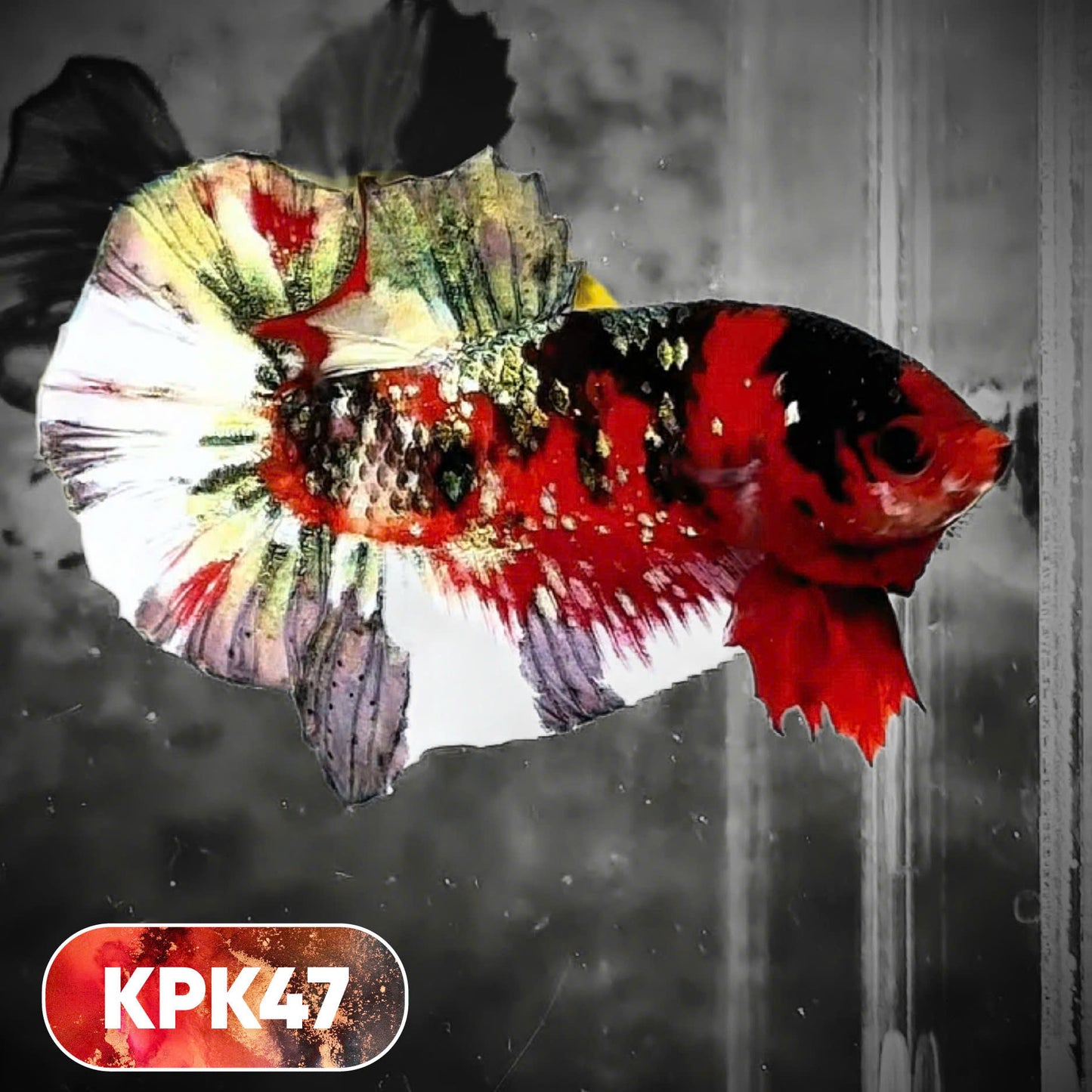 Multicolor Plakat Male Betta Fish |Show Grade|  You Pick Fish