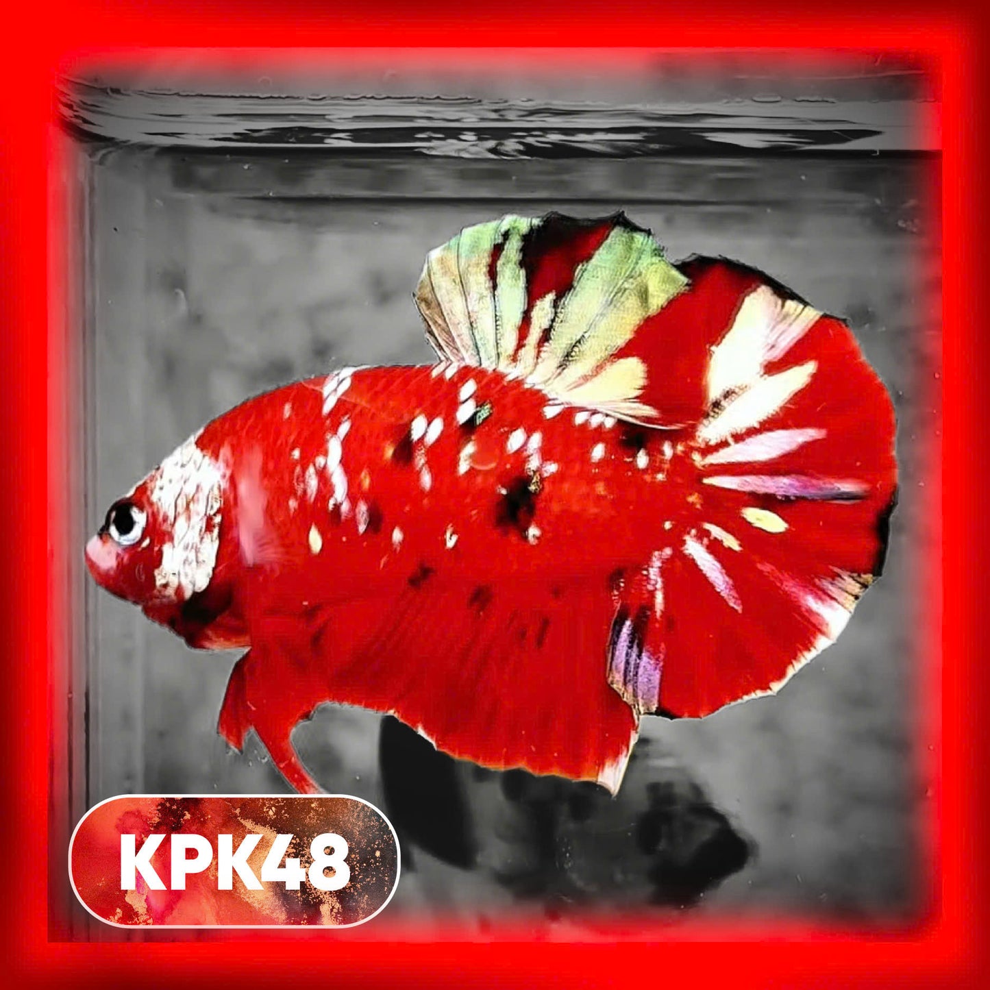 Multicolor Plakat Male Betta Fish |Show Grade|  You Pick Fish
