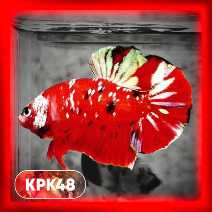 Multicolor Plakat Male Betta Fish |Show Grade|  You Pick Fish