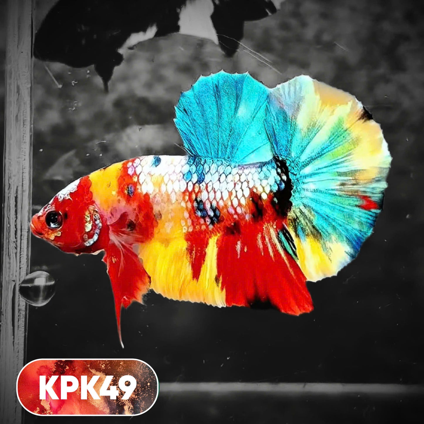 Multicolor Plakat Male Betta Fish |Show Grade|  You Pick Fish