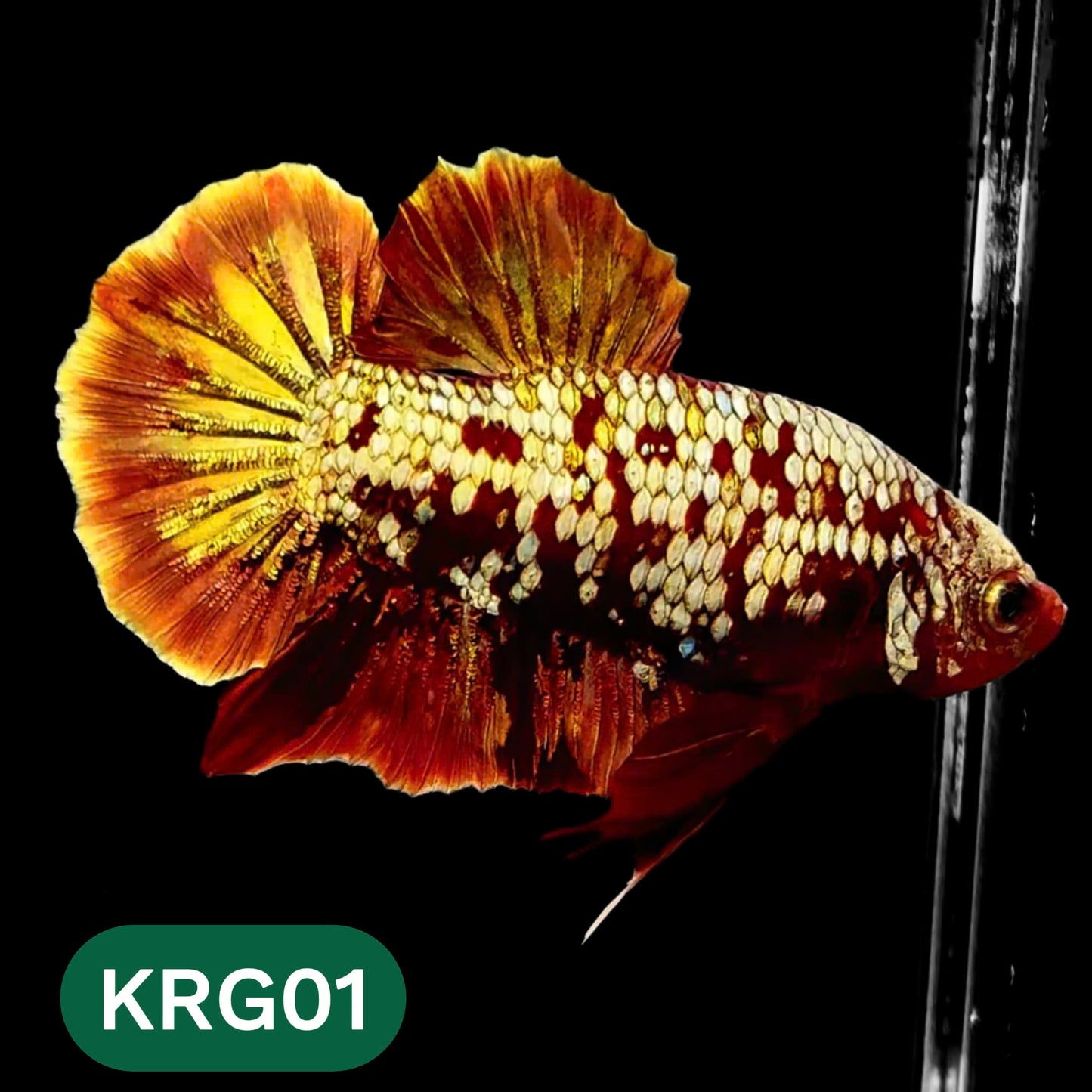 Koi Red Gold Galaxy Plakat Male Betta Fish | You Pick Fish