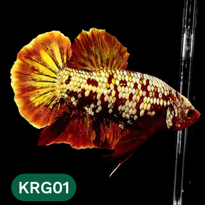 Koi Red Gold Galaxy Plakat Male Betta Fish | You Pick Fish