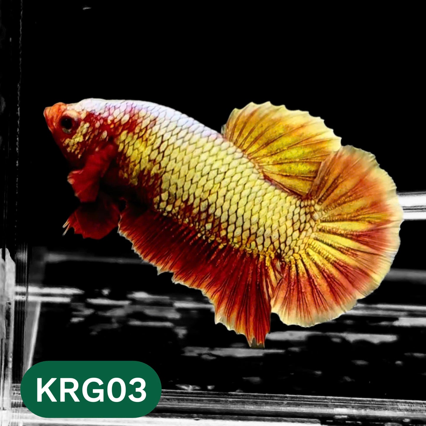 Koi Red Gold Galaxy Plakat Male Betta Fish | You Pick Fish