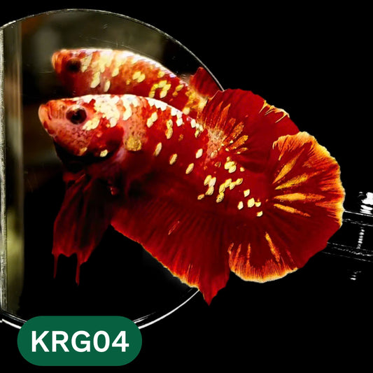 Koi Red Gold Galaxy Plakat Male Betta Fish | You Pick Fish