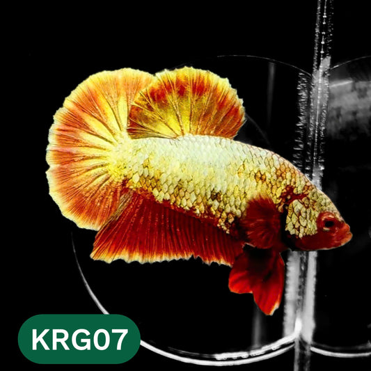 Koi Red Gold Galaxy Plakat Male Betta Fish | You Pick Fish