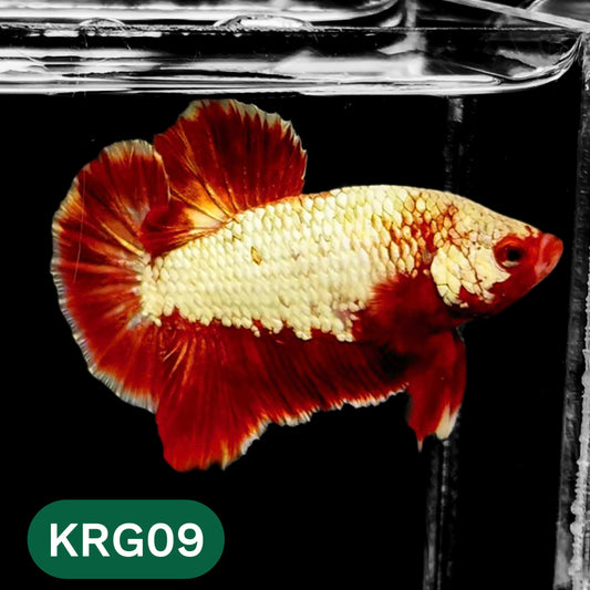 Koi Red Gold Galaxy Plakat Male Betta Fish | You Pick Fish