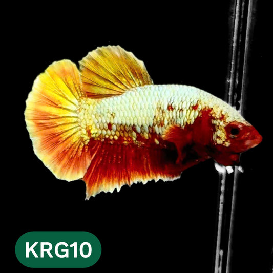 Koi Red Gold Galaxy Plakat Male Betta Fish | You Pick Fish