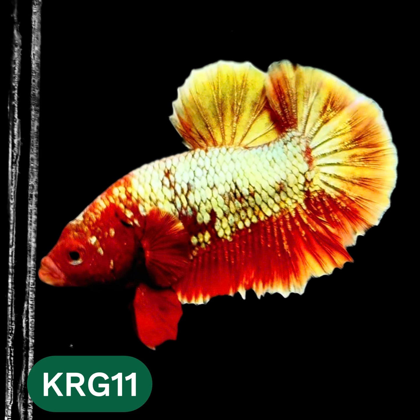 Koi Red Gold Galaxy Plakat Male Betta Fish | You Pick Fish