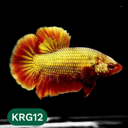 Koi Red Gold Galaxy Plakat Male Betta Fish | You Pick Fish