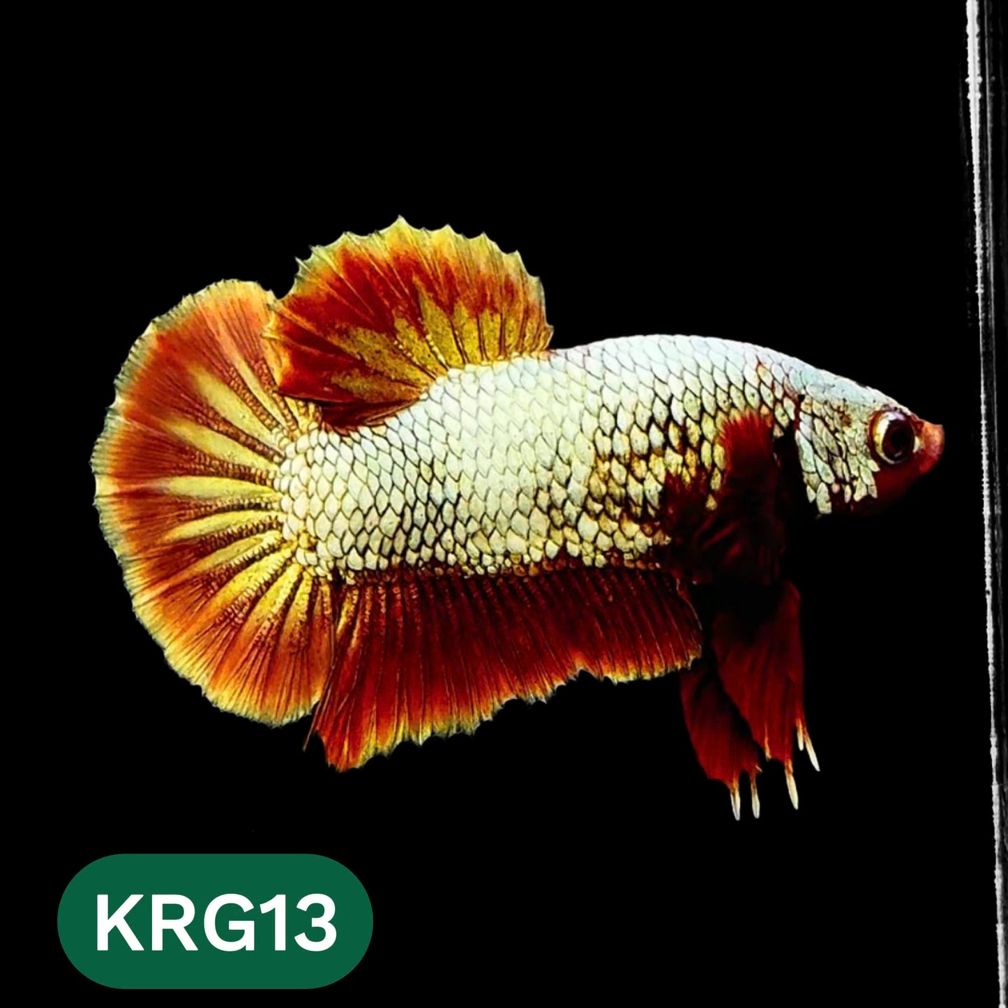 Koi Red Gold Galaxy Plakat Male Betta Fish | You Pick Fish