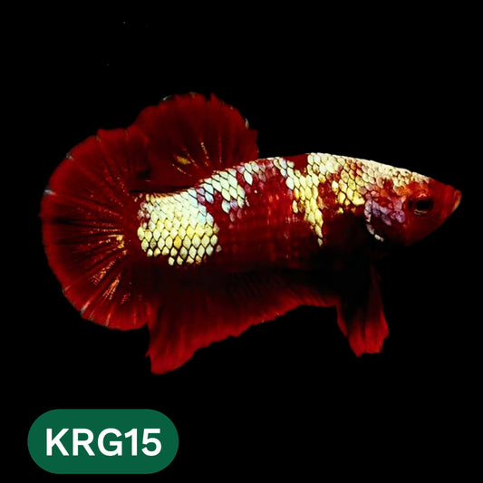 Koi Red Gold Galaxy Plakat Male Betta Fish | You Pick Fish