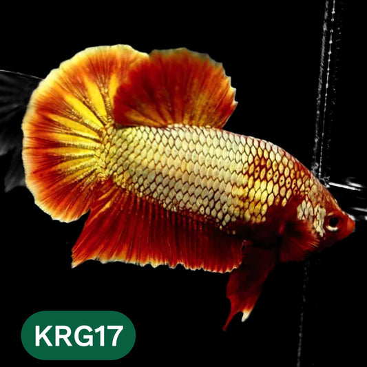 Koi Red Gold Galaxy Plakat Male Betta Fish | You Pick Fish