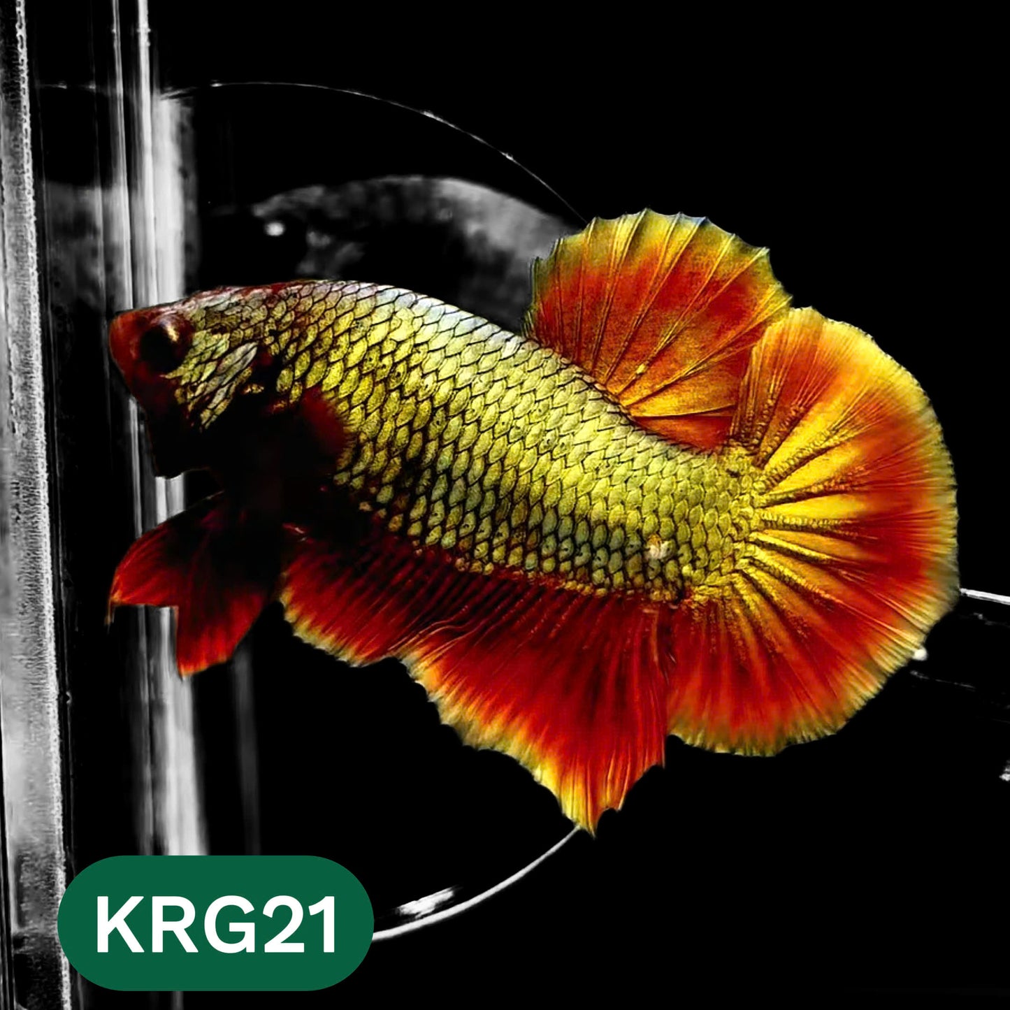 Koi Red Gold Galaxy Plakat Male Betta Fish | You Pick Fish