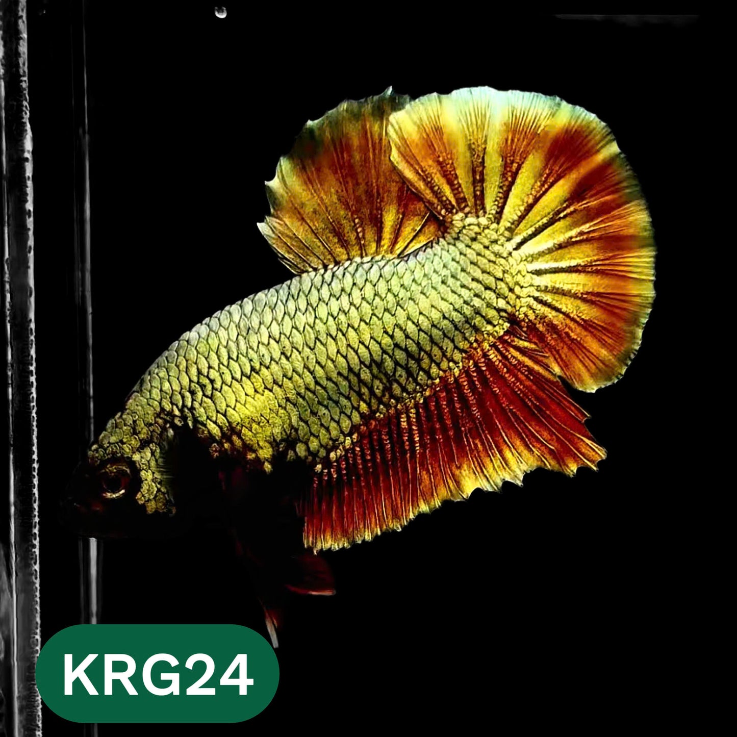 Koi Red Gold Galaxy Plakat Male Betta Fish | You Pick Fish