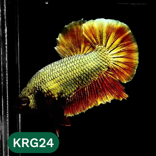 Koi Red Gold Galaxy Plakat Male Betta Fish | You Pick Fish