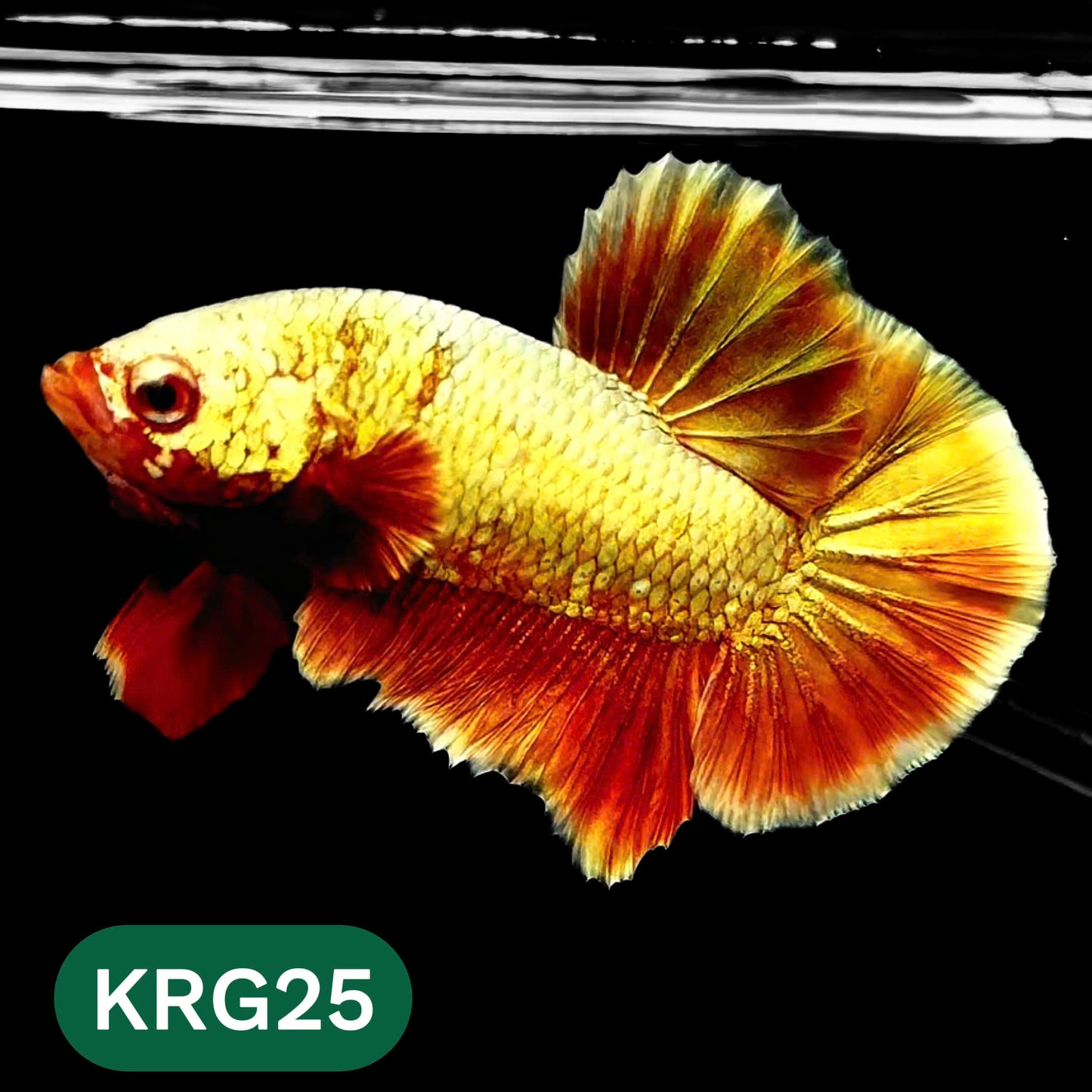 Koi Red Gold Galaxy Plakat Male Betta Fish | You Pick Fish