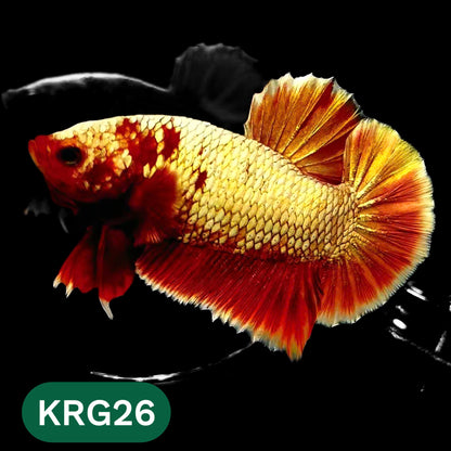 Koi Red Gold Galaxy Plakat Male Betta Fish | You Pick Fish