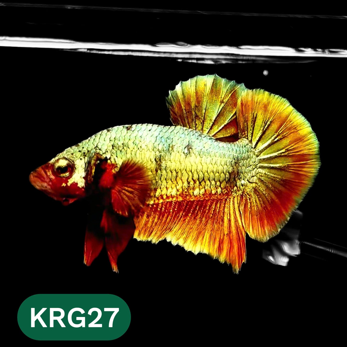 Koi Red Gold Galaxy Plakat Male Betta Fish | You Pick Fish