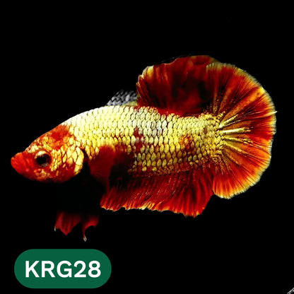 Koi Red Gold Galaxy Plakat Male Betta Fish | You Pick Fish