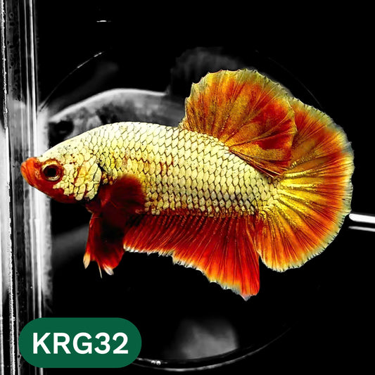 Koi Red Gold Galaxy Plakat Male Betta Fish | You Pick Fish