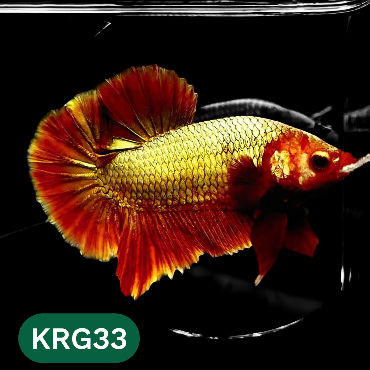 Koi Red Gold Galaxy Plakat Male Betta Fish | You Pick Fish