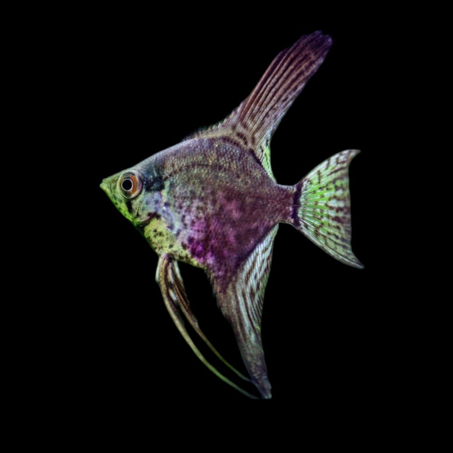 Leopard Angelfish