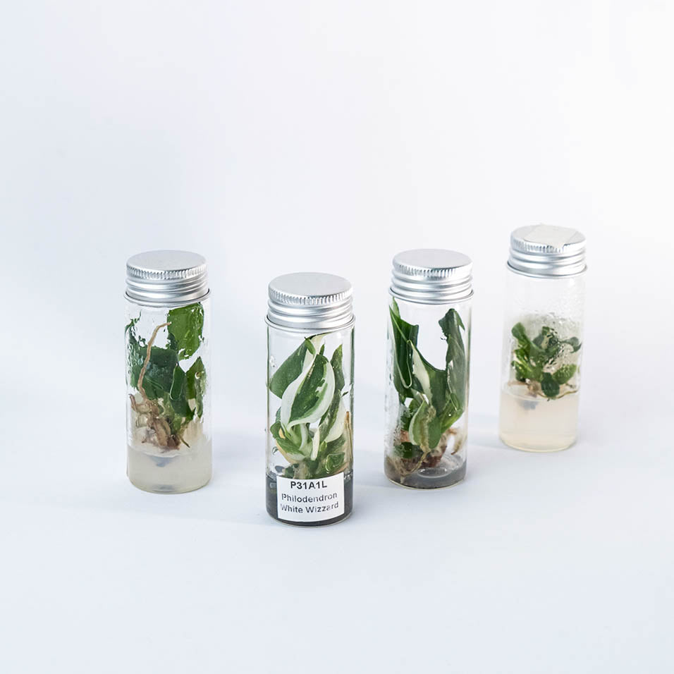 philodendron tissue culture Variegated Philodendron White Wizard Tissue Culture Plant