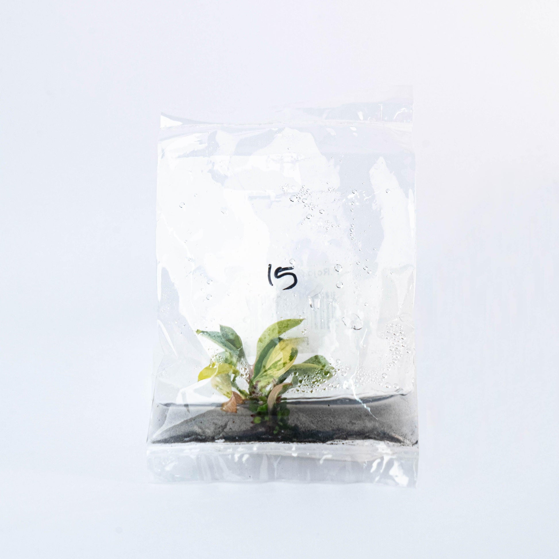 culture du philodendron congo Shop Variegated Philodendrion Red Congo Tissue Culture Plant