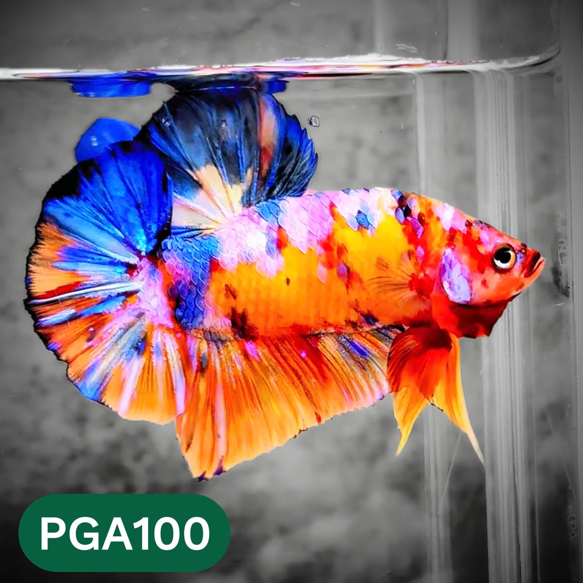 King Giant Plakat Male Betta Fish | You Pick Fish | High Grade