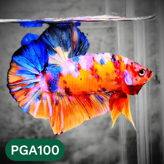 King Giant Plakat Male Betta Fish | You Pick Fish | High Grade