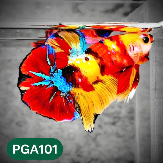 King Giant Plakat Male Betta Fish | You Pick Fish | High Grade