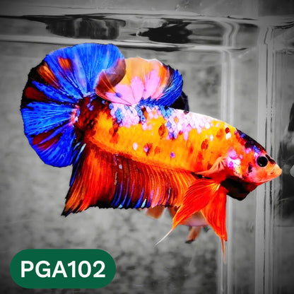 King Giant Plakat Male Betta Fish | You Pick Fish | High Grade