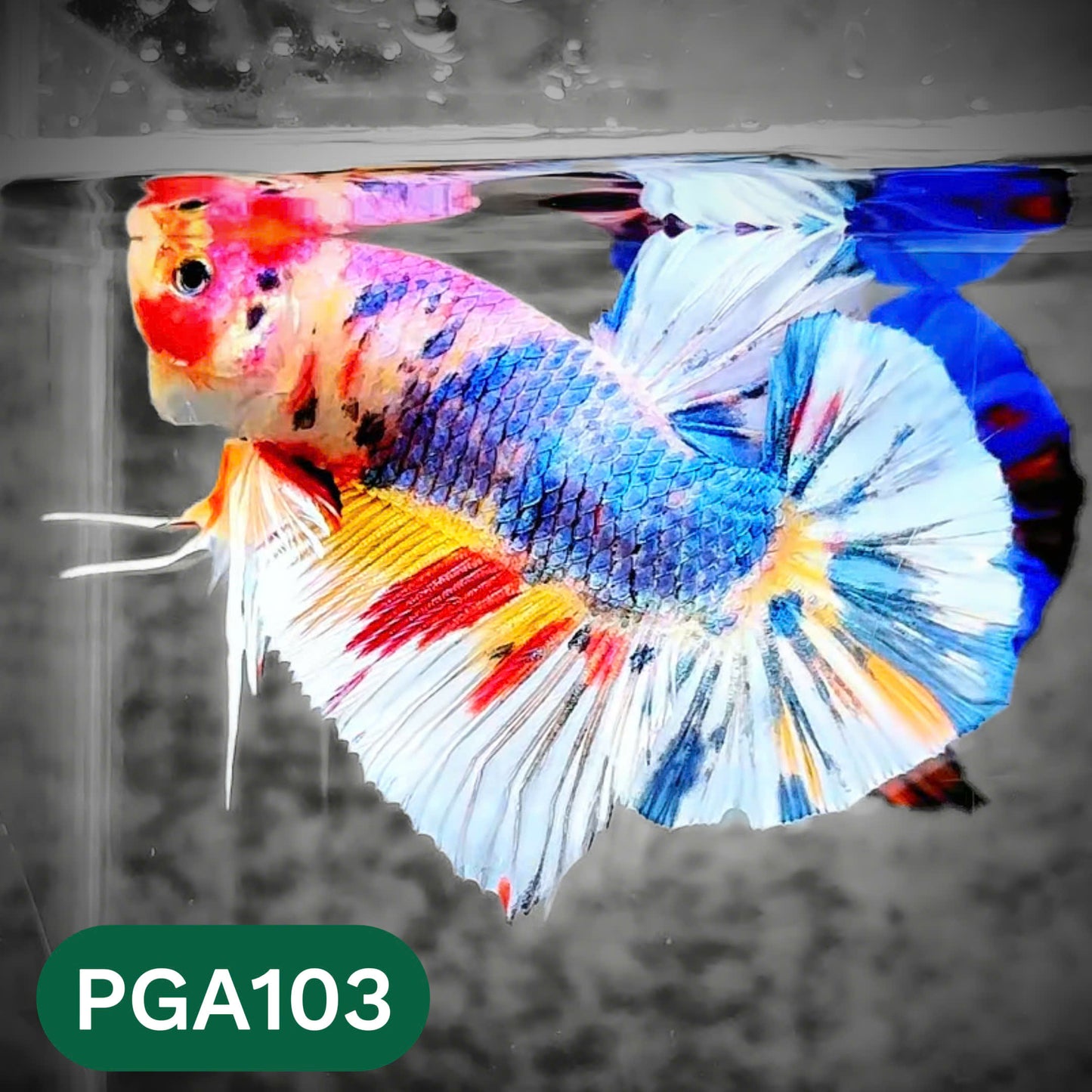 King Giant Plakat Male Betta Fish | You Pick Fish | High Grade