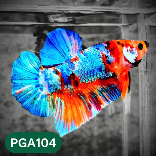 King Giant Plakat Male Betta Fish | You Pick Fish | High Grade