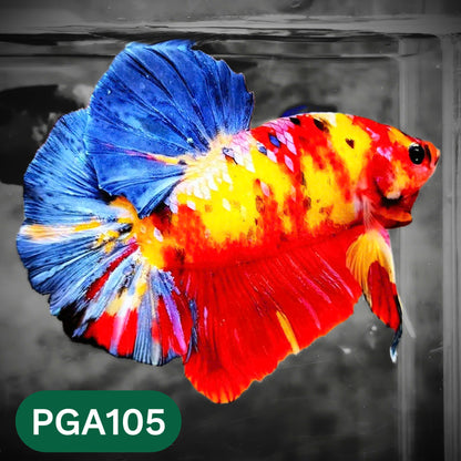 King Giant Plakat Male Betta Fish | You Pick Fish | High Grade