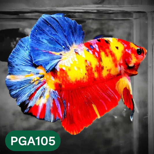 King Giant Plakat Male Betta Fish | You Pick Fish | High Grade