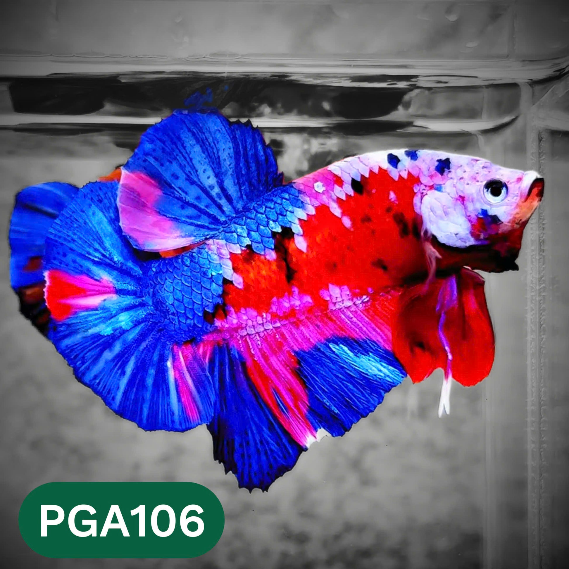King Giant Plakat Male Betta Fish | You Pick Fish | High Grade