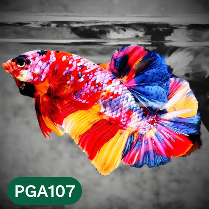 King Giant Plakat Male Betta Fish | You Pick Fish | High Grade